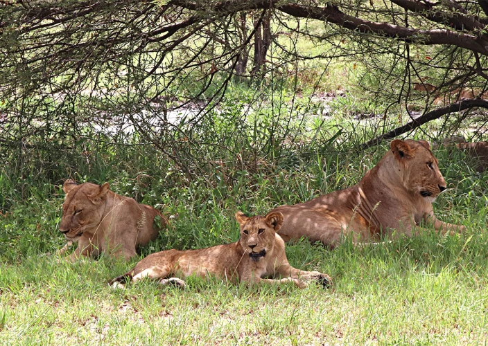 Tanzanie Safari Essentiel - Parc national de Tarangire - Lions pride Tarangire