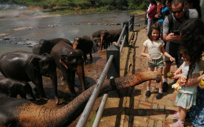 15-Day Private Kosher Sri Lanka Family Tour: Nature, Safari - Pinnawala Elephants and Journey to the Cultural Triangle - Photo of the day