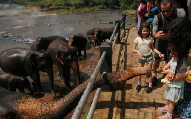 15-Day Private Kosher Sri Lanka Family Tour: Nature, Safari
