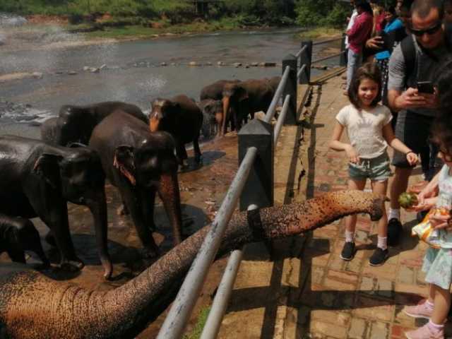 Tour Familiar Privado Kosher de 15 Dias no Sri Lanka: Natureza, Safari