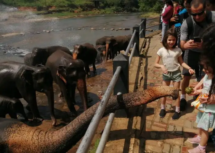 Tour Familiar Privado Kosher de 15 Dias no Sri Lanka: Natureza, Safari - Elefantes de Pinnawala e Viagem ao Triângulo Cultural - Foto van de dag