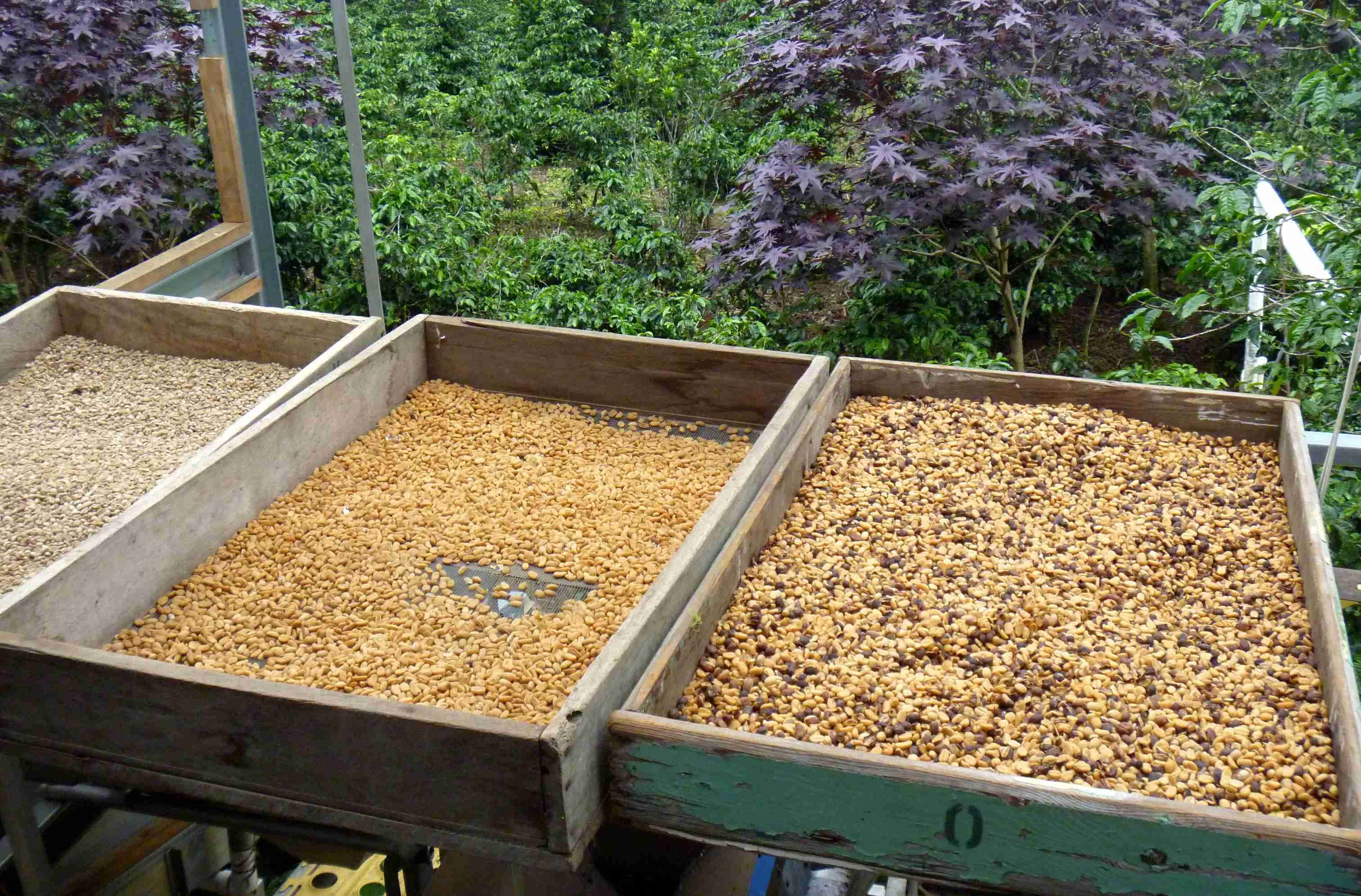 Door Panama en Costa Rica - Boquete - Boquete