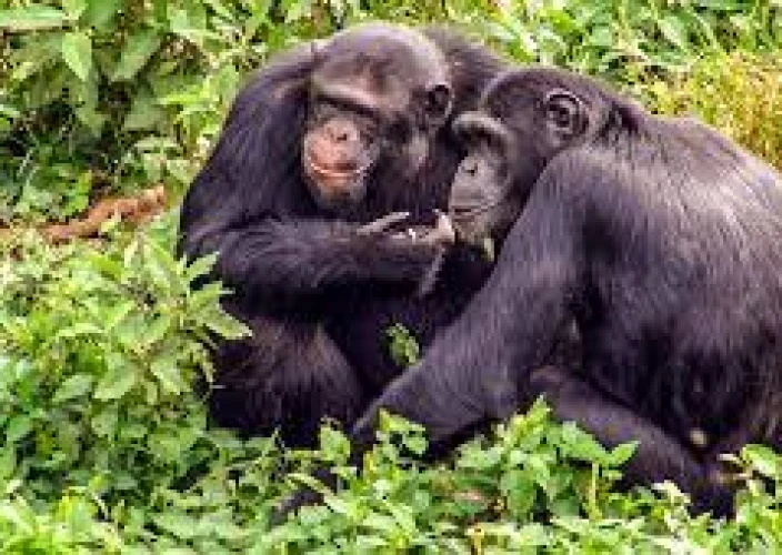 14-Day Grand Uganda Safari Experience - Morning chimp trek & Bigodi Swamp walk - Photo of the day