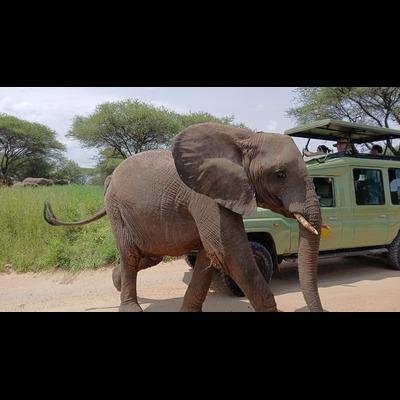 Tanzania Safari & Kilimanjaro Trekking - Full-Day Game Drive in Tarangire National Park - aeb0c55be6e988ac114baea78f59b9cf
