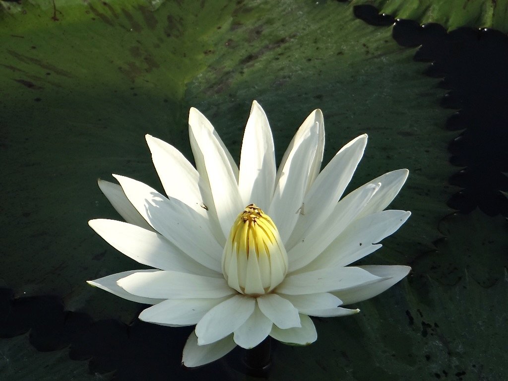 Botsuana visto desde el cielo - El Delta del Okavango - Foto del día