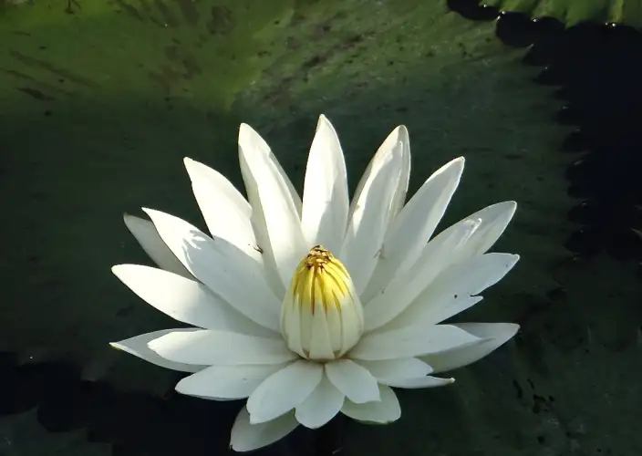 Botswana aus der Luft gesehen - null - Tagesfoto