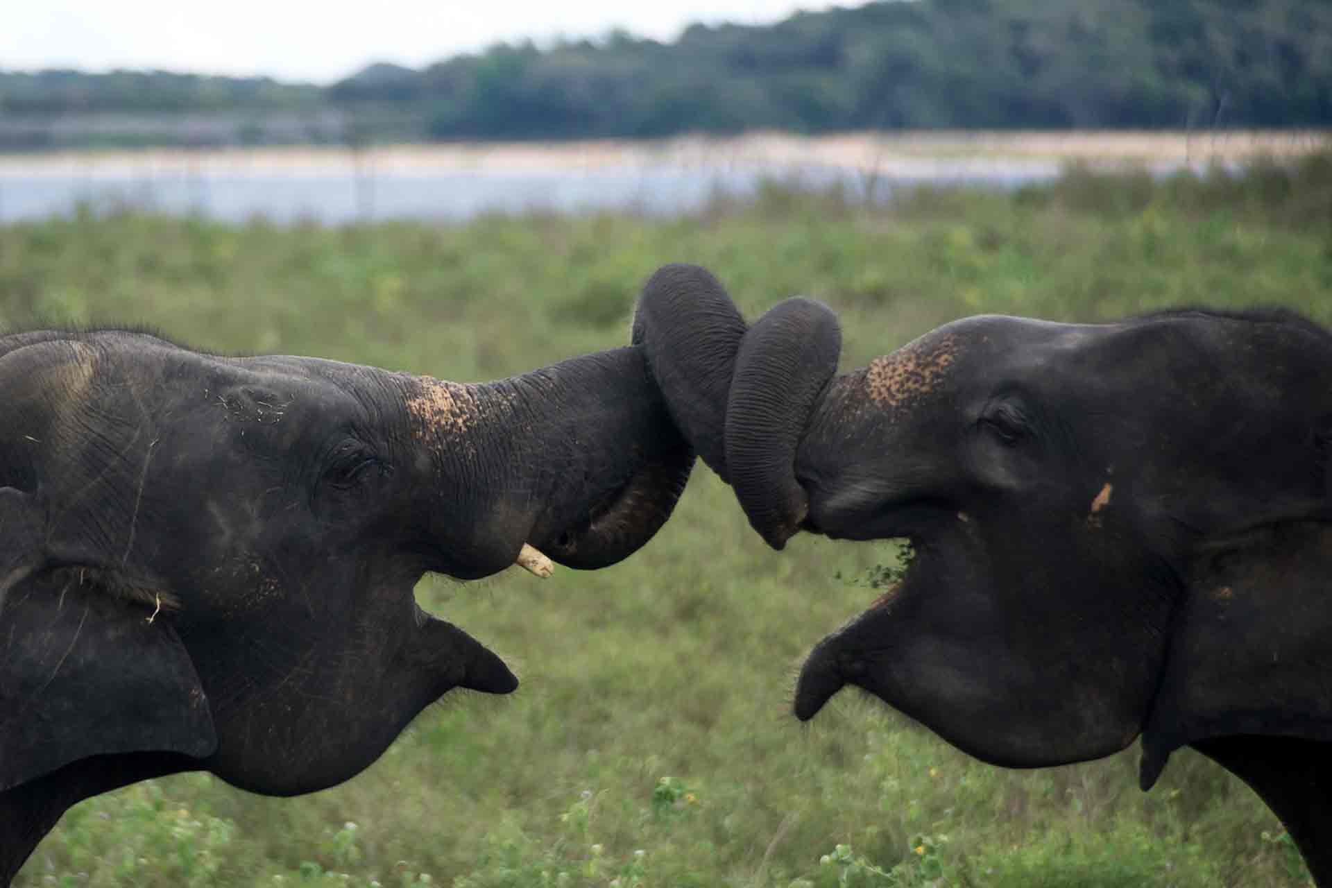 As pedras preciosas no Sri Lanka - Ratnapura e Udawalawe (2h30) - Ratnapura et Udawalawe ( 2h30)