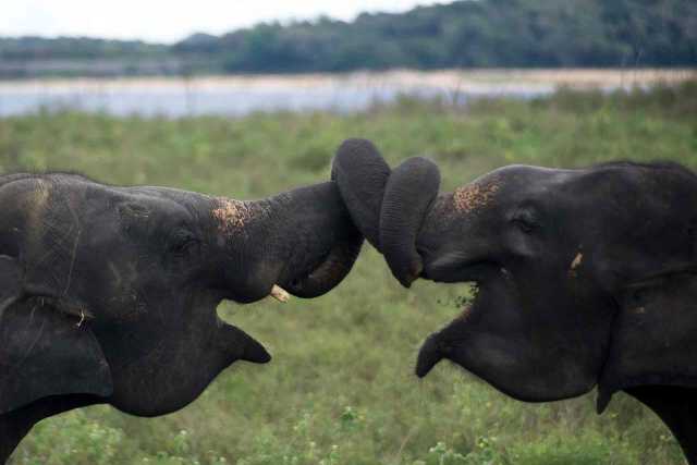 Edelstenen in Sri Lanka