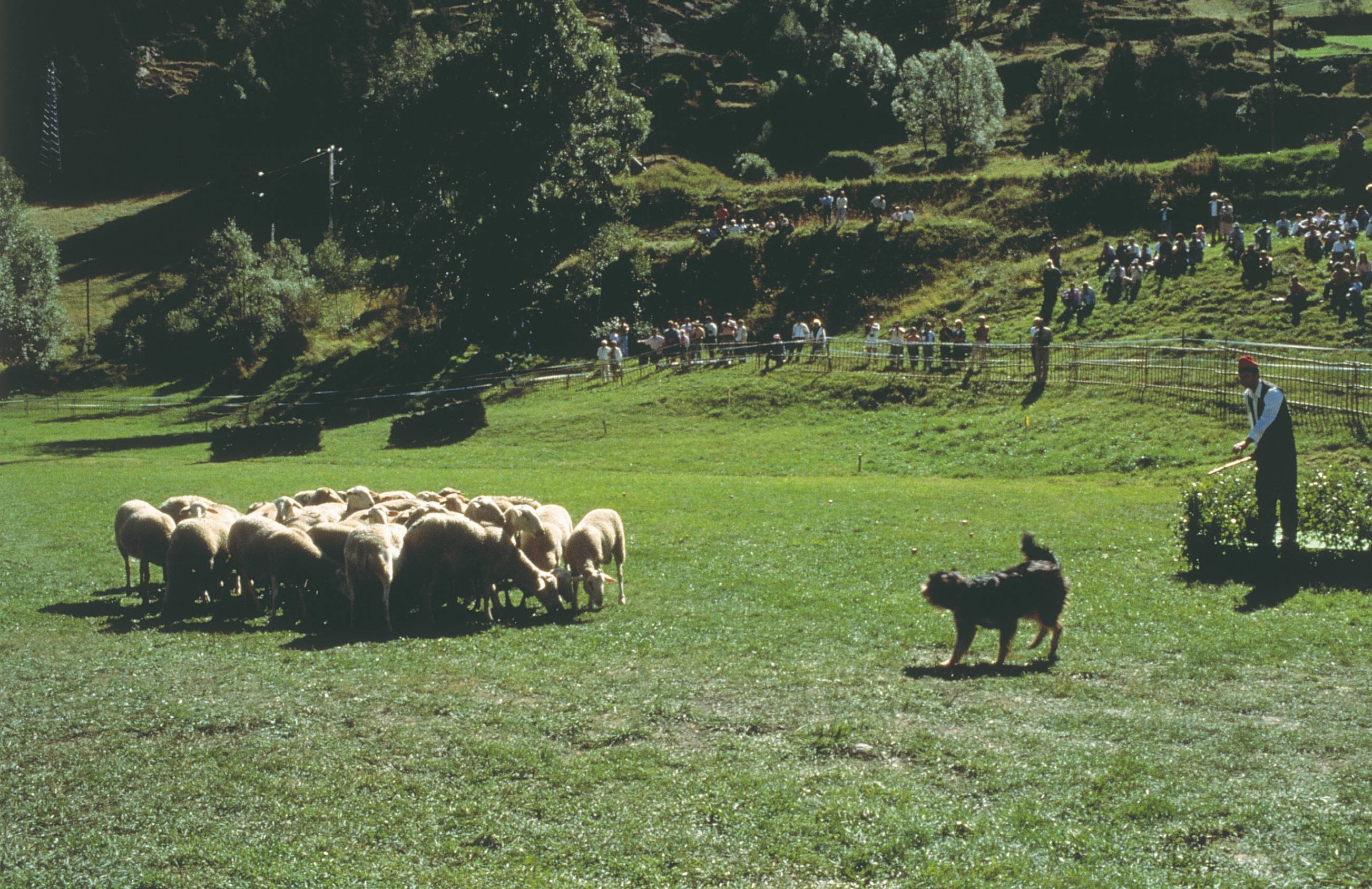 Yoga retraite Ouders-Kinderen in de Morvan - En als we een fokkerij van herdershonden zouden bezoeken? - Et si on visitait un élevage de chien de berger ?