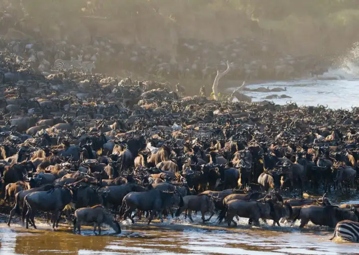 Sé testigo del Cruce del río Mara en el Serengeti - Serengeti Kagatende a Seronera (Norte a Central) - Foto del día