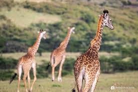9-Day Northern Tanzania Wildlife Mid-Range Safari Experience with Cultural Tour - Drive to Tarangire National Park for a game drive. - 76f3a2d9d83bb6c9bd1db3ebc1ac7930