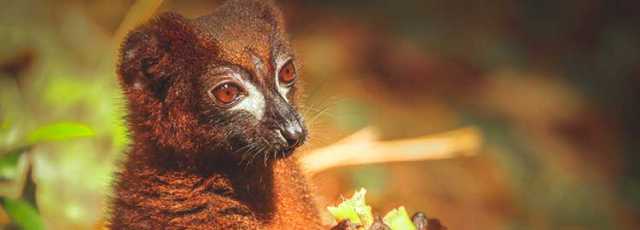 20 dias em Madagascar: a ilha dos fabulosos contrastes