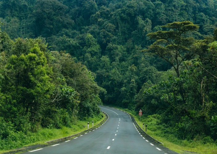 Sentier Congo-Nil de 8 jours - Transfert à Nyungwe et faites la promenade sur la canopée dans le parc national de Nyungwe, puis continuez vers le lac Kivu - Photo du jour