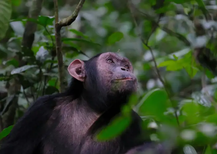 14-tägiges Abenteuer in Ruanda und Uganda - null - Tagesfoto