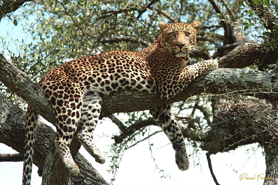 Safari Serengeti-Ndutu Migration - Ndutu - Serengeti-Nationalpark - Léopard Serengeti