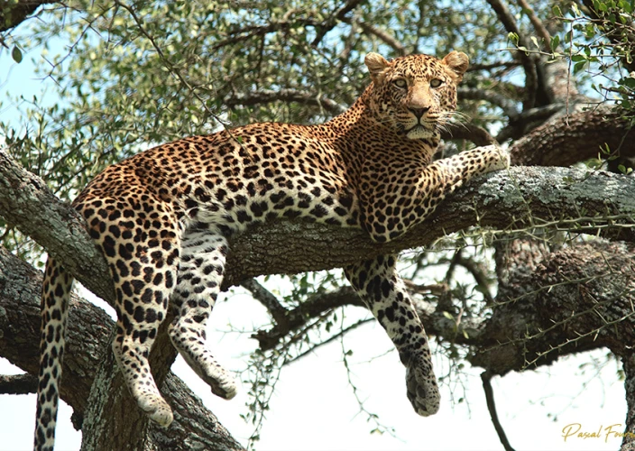 Safari Serengeti-Ndutu Migration - Ndutu - Parc national du Serengeti - Léopard Serengeti
