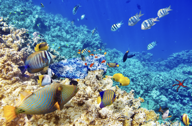 Safári Atemporal na Tanzânia & Escapada a Zanzibar