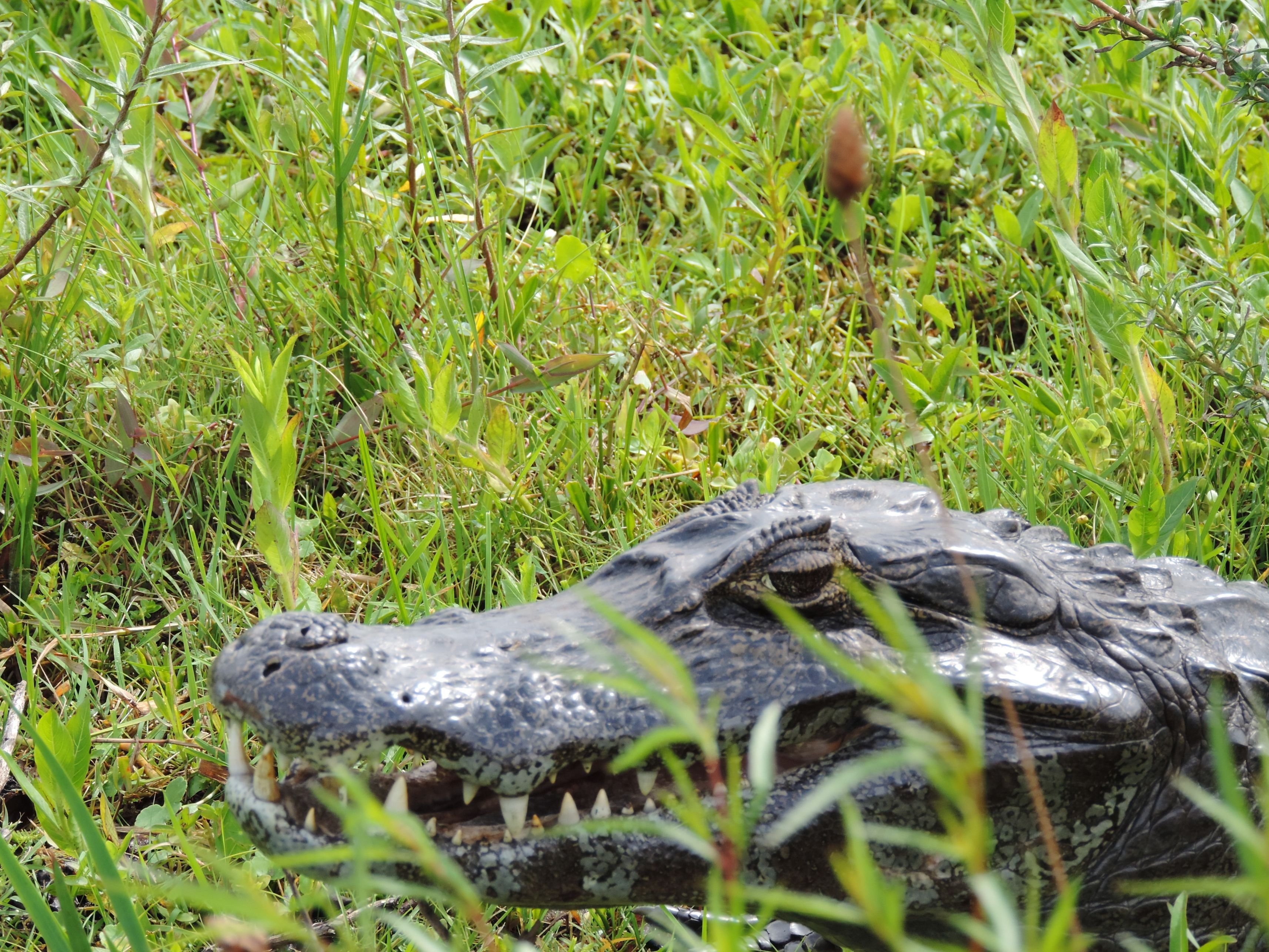 De onontdekte wonderen van het noordoosten van Argentinië - Puerto Iguazú - Surucua Lodge - Puerto Iguazu - Surucua Lodge