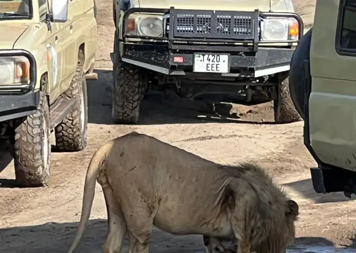 The Signature Luxury Safari Experience - Lake Manyara National Park to Arusha - Photo of the day