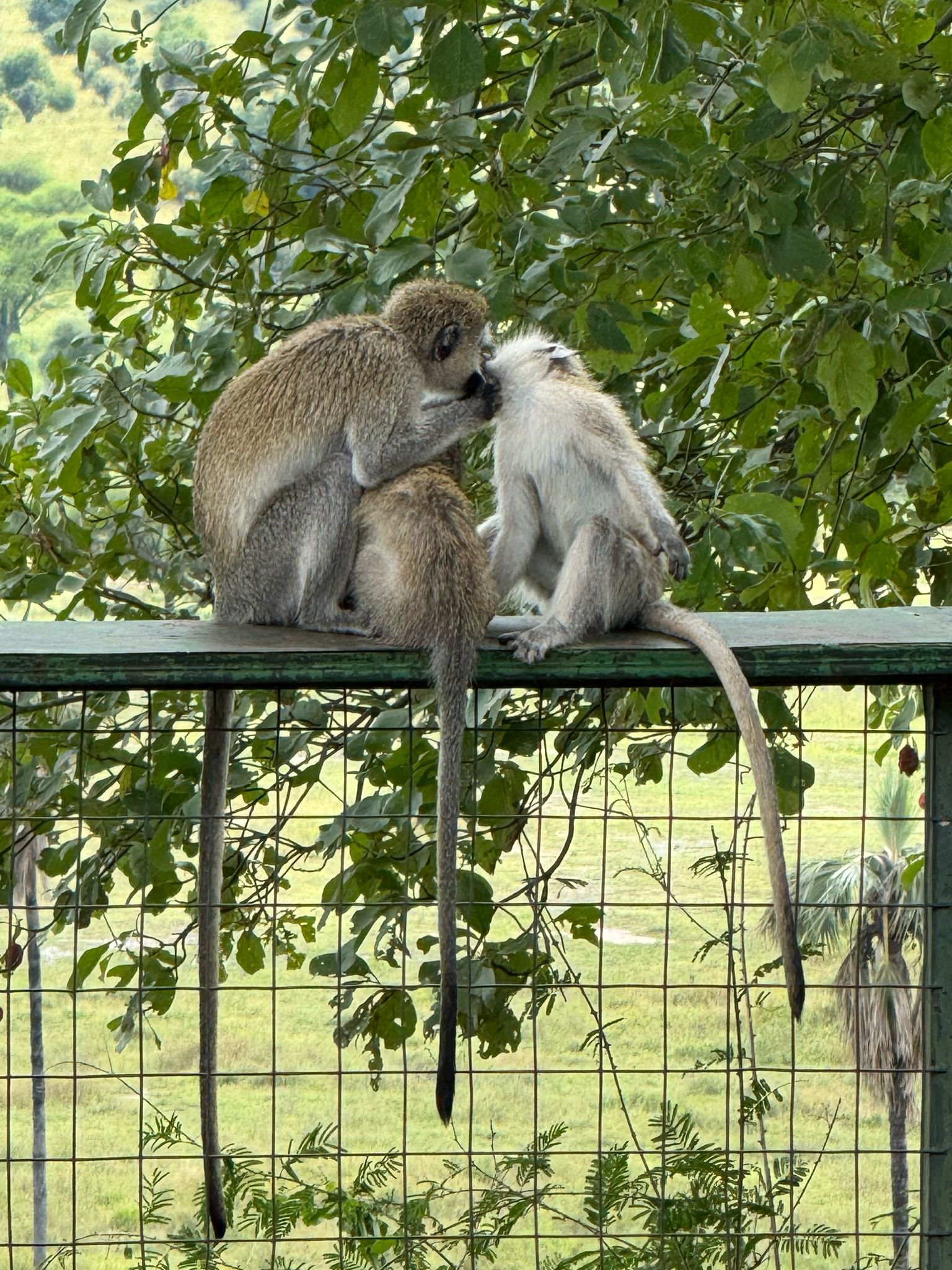Safari de Migração de 5 Dias em Ngorongoro e Serengeti - Dia inteiro no Norte do Serengeti (Kogatende) - Foto do dia