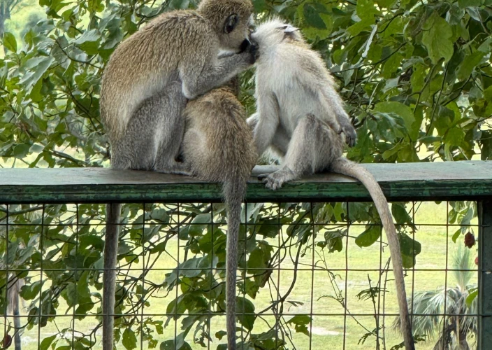Safari de migration de 5 jours à Ngorongoro et Serengeti - Journée complète dans le nord du Serengeti (Kogatende) - Photo du jour