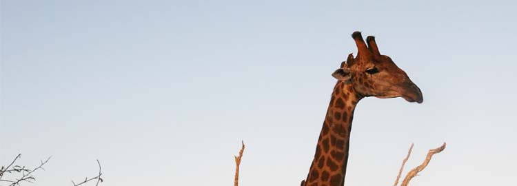 L'essentiel de l'Afrique du Sud - Réserve naturelle Mlilwane - Vallée d'Ezulwini - Réserve naturelle Mlilwane - Réserve Naturelle Mlilwane - Vallée d'Ezulwini - Réserve Naturelle Mlilwane