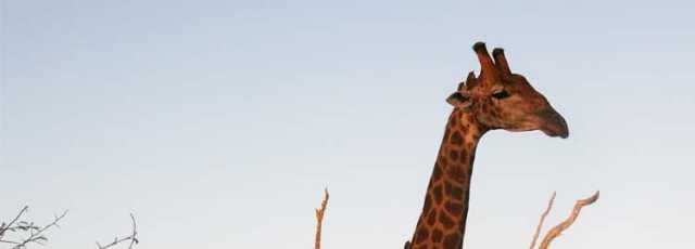 Het essentiële van Zuid-Afrika