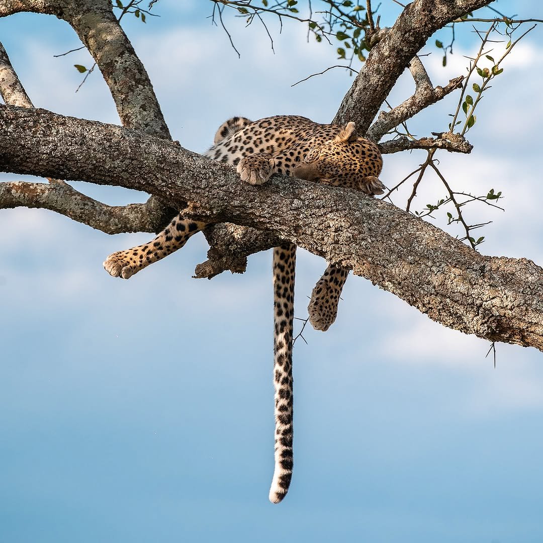Safari de 7 jours de la Grande Migration : Tarangire, Serengeti & Ngorongoro - Observation du gibier en route vers le Serengeti central - Photo du jour