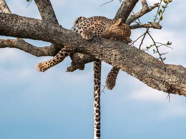 Safari de 7 jours de la Grande Migration : Tarangire, Serengeti & Ngorongoro