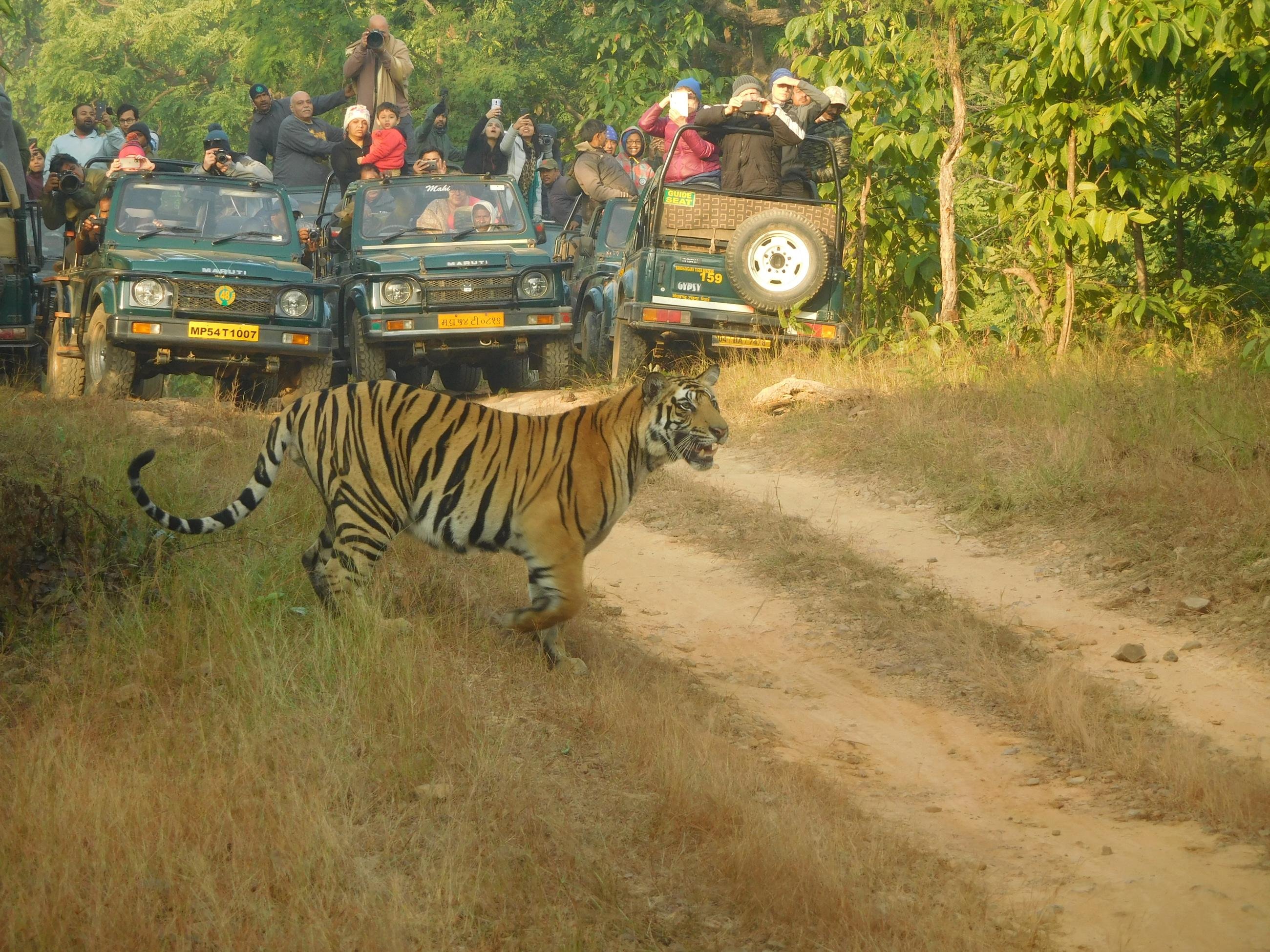 Échos de la jungle : safari dans la réserve de Bandhavgarh - À Bandhavgarh - À Bandhavgarh