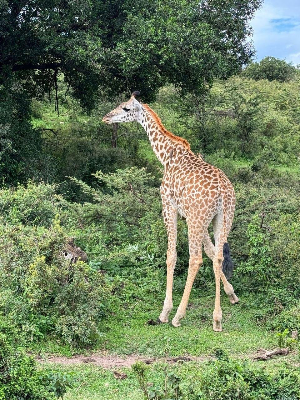 11-Day Serengeti, Maasai Mara, Tarangire, Amboseli Park - Maasai Mara National Reserve - Lake Nakuru National Park - 4045791179dd21c3a559e032c78882ee
