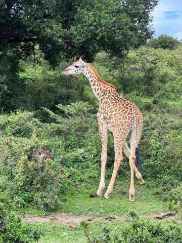 11-tägige Serengeti-, Maasai Mara-, Tarangire-, Amboseli-Park