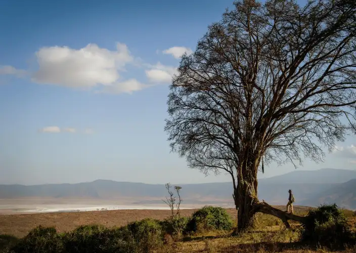 Simba Safari: Descubre el lado salvaje de Tanzania - Exploración del cráter de Ngorongoro - Foto del día