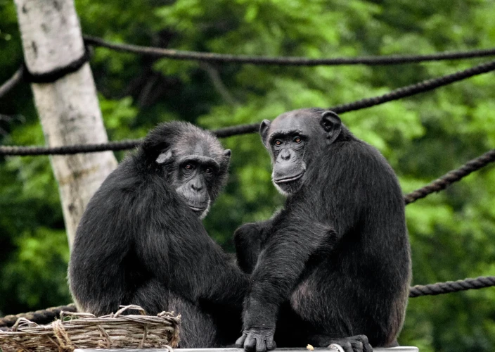 14-daagse Rwanda-Oeganda Avontuur - Kibale National Park - Chimpansee Trekking - Foto van de dag