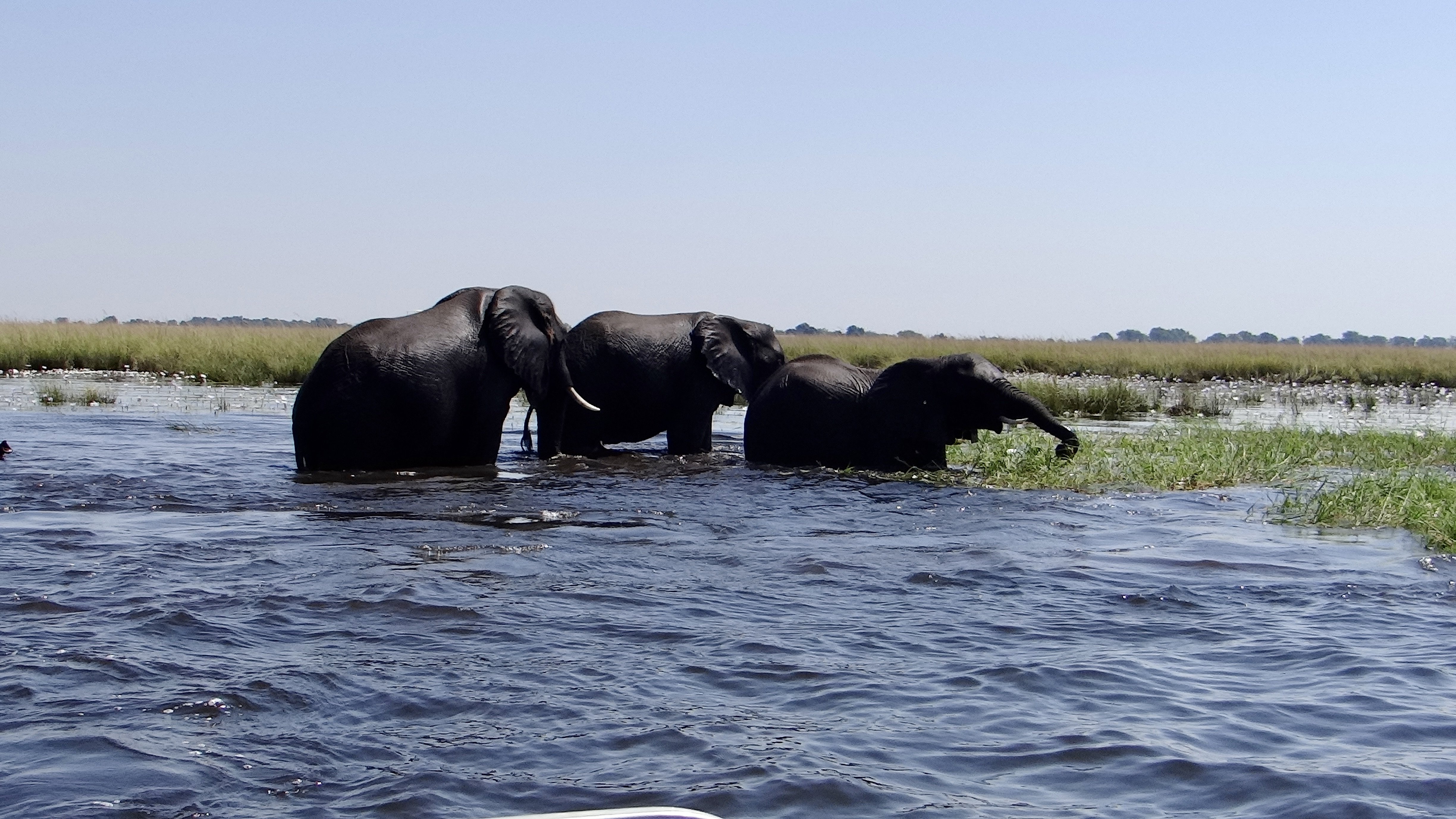Cataratas Vitória & Botswana - O rio Chobe - Foto do dia