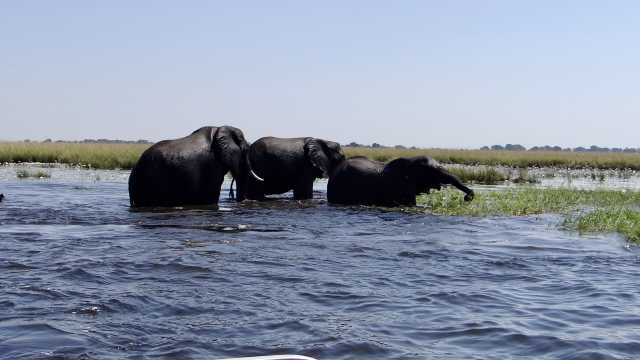 Victoria Falls & Botswana