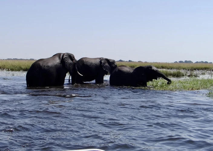 Cataratas Vitória & Botswana - O rio Chobe - Foto do dia