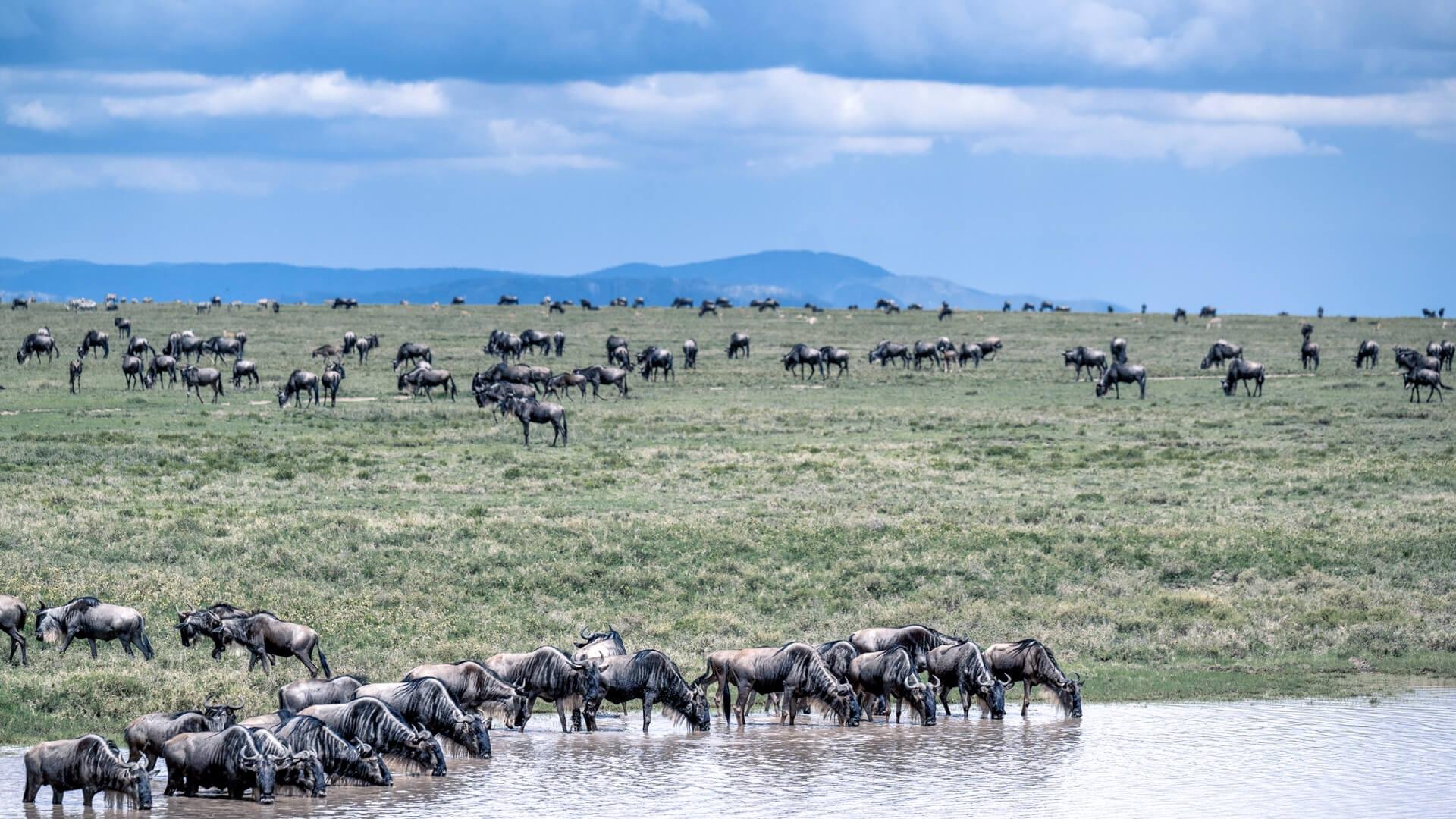 7-Day Wildebeest Migration: Western Corridor, Serengeti - Tarangire to Central Serengeti National Park - 8eb189ac833574cfae9be128148c9c91