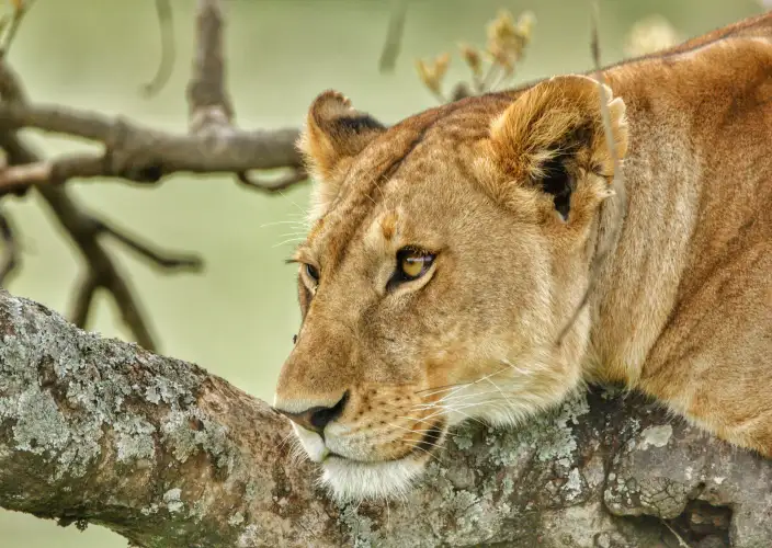 Safari de 5 días por el Circuito Norte en Tanzania - Lago Manyara – Arusha - Foto del día