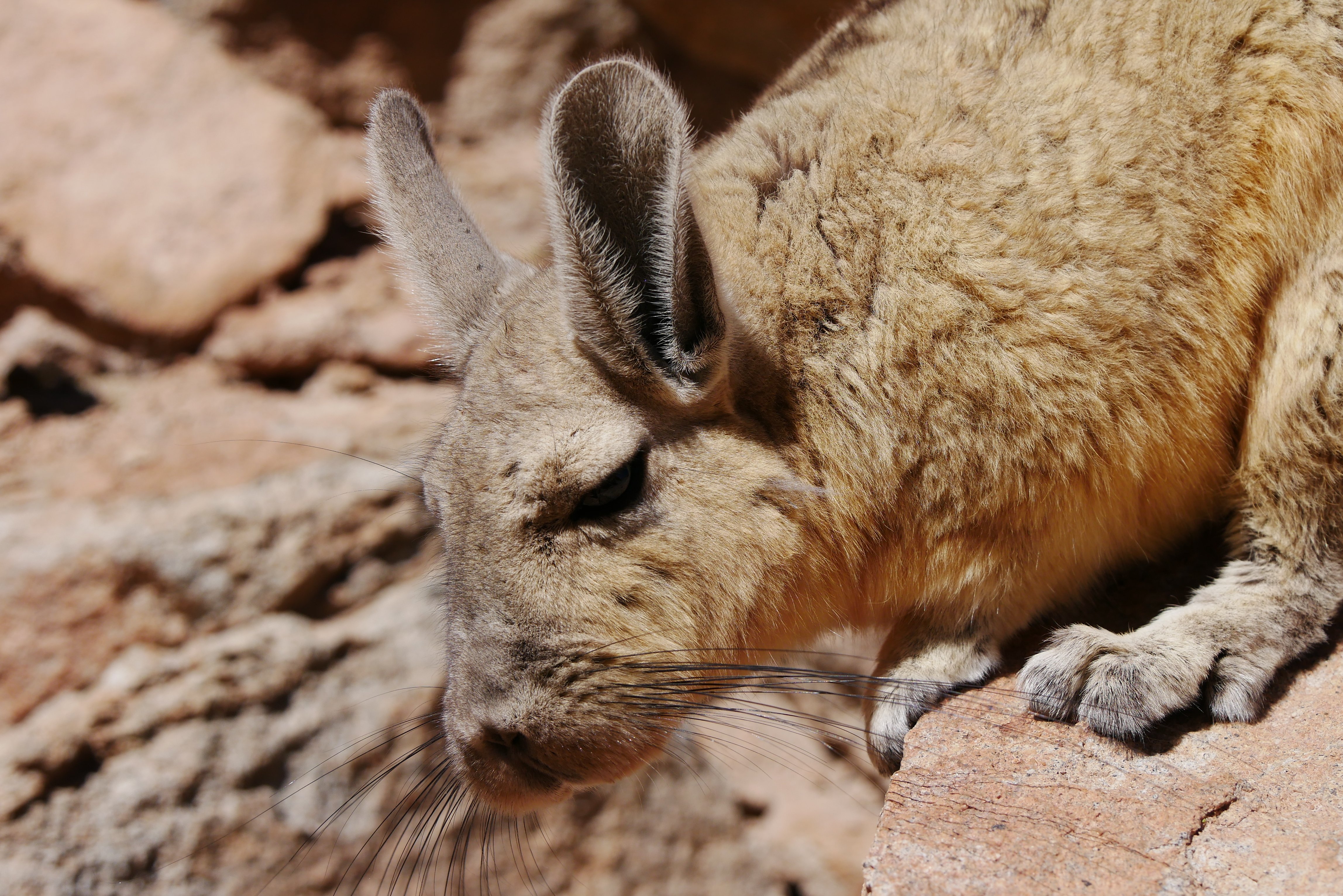 Reinvented Bolivia: a grand tour between culture and immensity - 4x4 excursion in the Lipez, from Tupiza to the Uyuni Salt Flats - Photo of the day