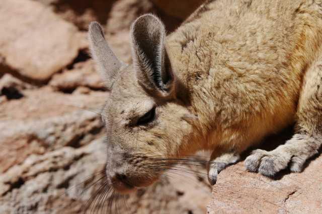 Reinvented Bolivia: a grand tour between culture and immensity