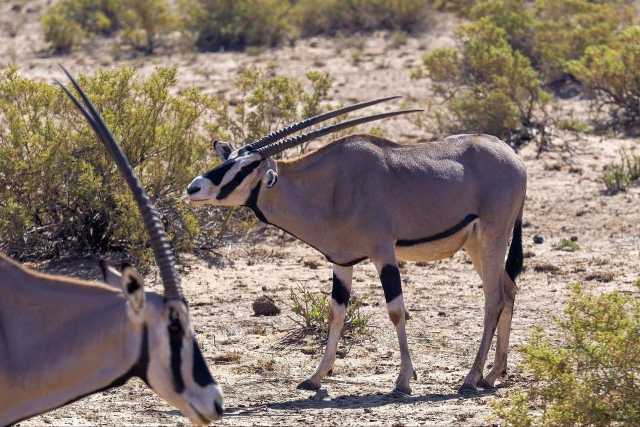 7 Tage: Nairobi City, Lake Naivasha, Mt. Longonot, Lake Elementaita, Amboseli Nationalpark