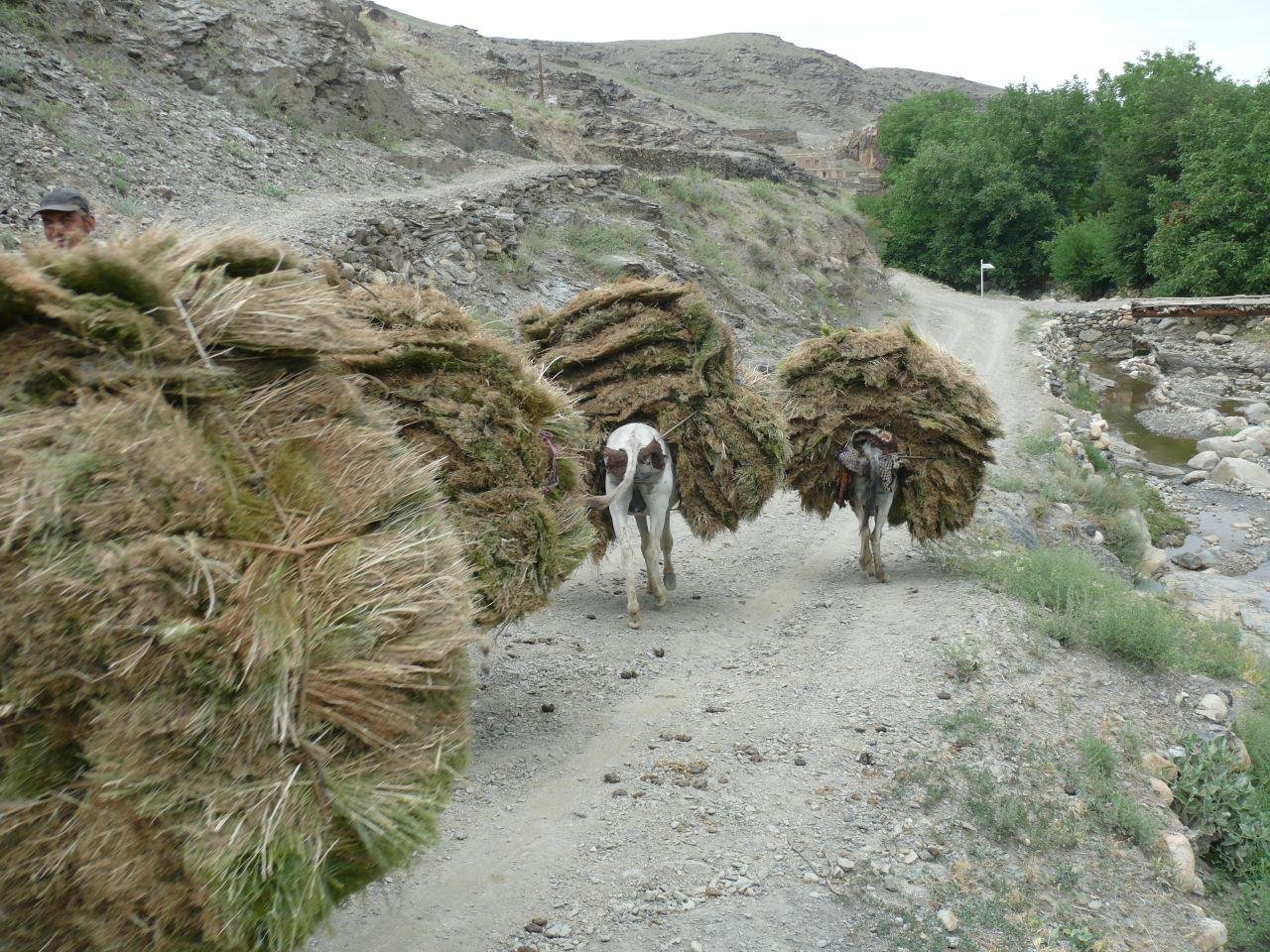 Viagem ao Uzbequistão, o legado de Tamerlão - Asraf → Samarcanda (185 km – aprox. 2h30 de estrada) – Café da manhã e jantar incluídos - Foto do dia