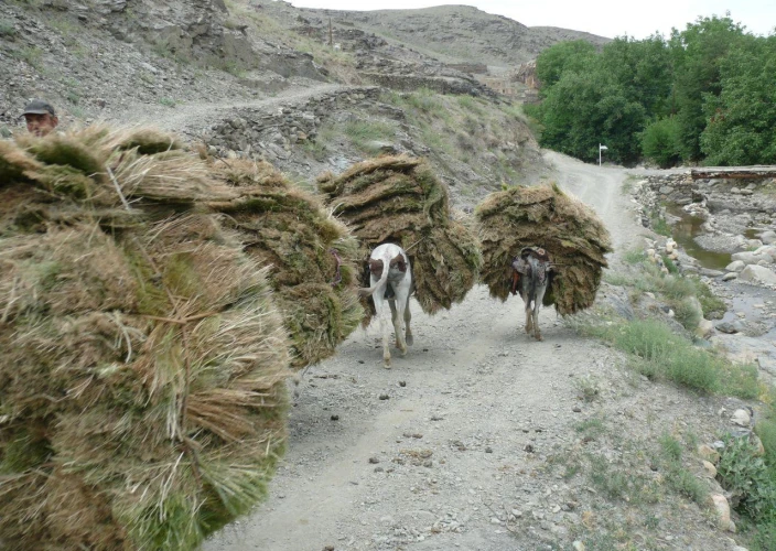 Viaje a Uzbekistán, el legado de Tamerlán - Asraf → Samarcanda (185 km – aprox. 2h30 de ruta) – Desayuno y cena incluidos - Foto del día