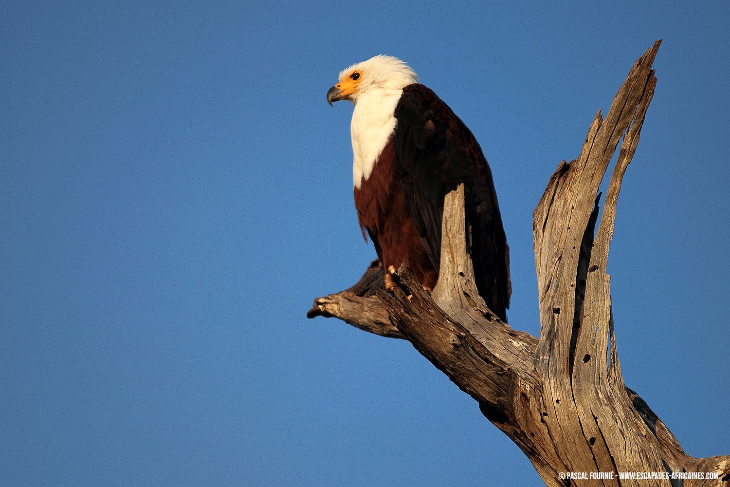 Safari en tierras olvidadas - Parque nacional de Ruaha - Pygargue vocifère à Ruaha