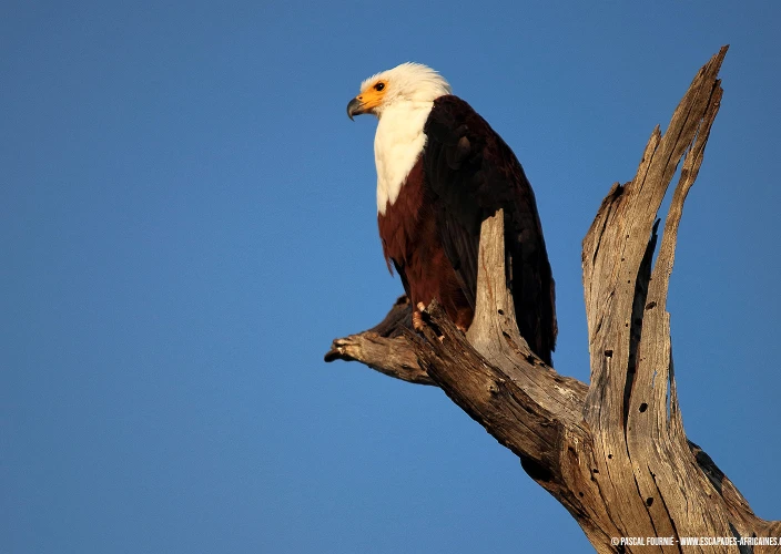 Safari en terres oubliées - Parc national de Ruaha - Pygargue vocifère à Ruaha