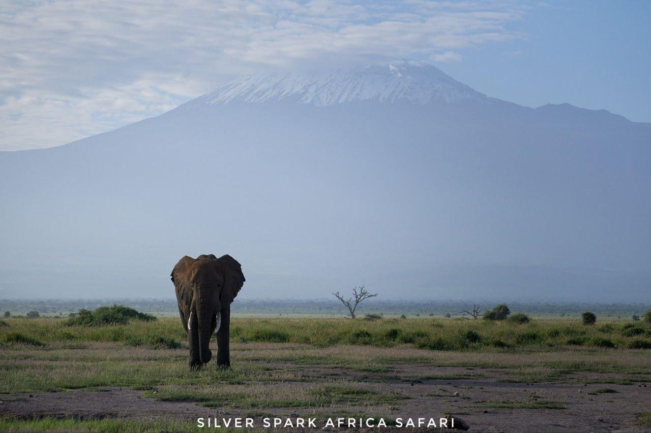 6 giorni Maasai Mara, Lago Naivasha, Parco Nazionale di Amboseli - Parco del Lago Naivasha - Parco Nazionale di Amboseli - b149fbd6f5c14b98da568df2c0cba5cc
