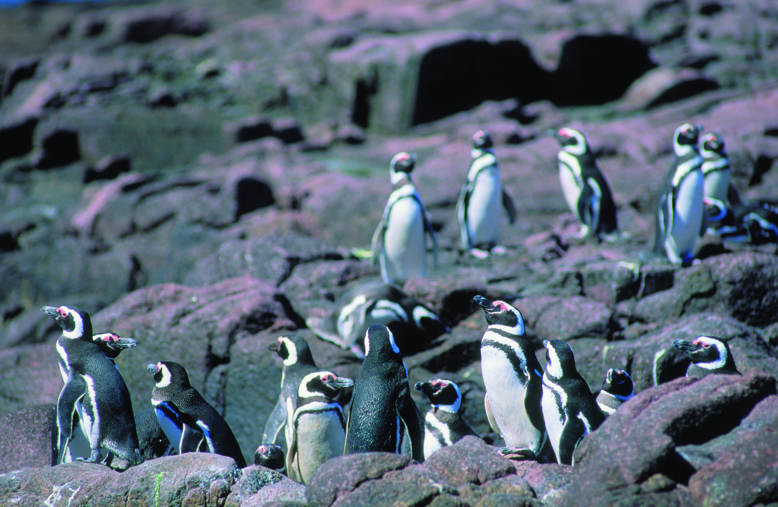 The magnificent landscapes of Argentine Patagonia. - Punta Tombo and the Magellanic penguins - Punta tumbo et les manchots de Magellan