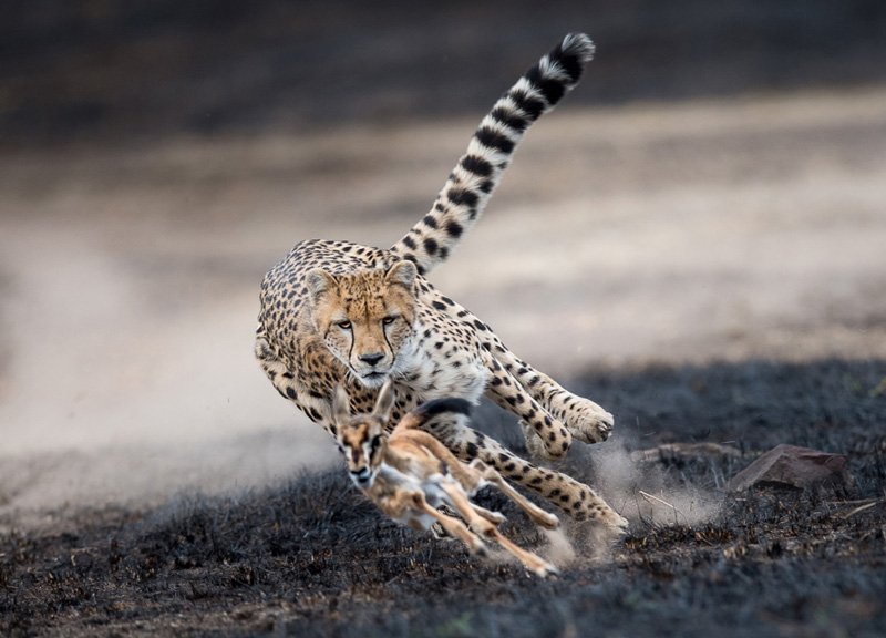 Immersione nella natura, nella cultura e un soggiorno balneare - Cratere del Ngorongoro: un’immersione nel cuore della vita selvaggia - Foto del giorno
