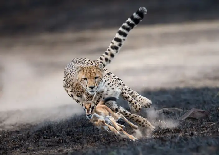 Immersione nella natura, nella cultura e un soggiorno balneare - Cratere del Ngorongoro: un’immersione nel cuore della vita selvaggia - Foto del giorno